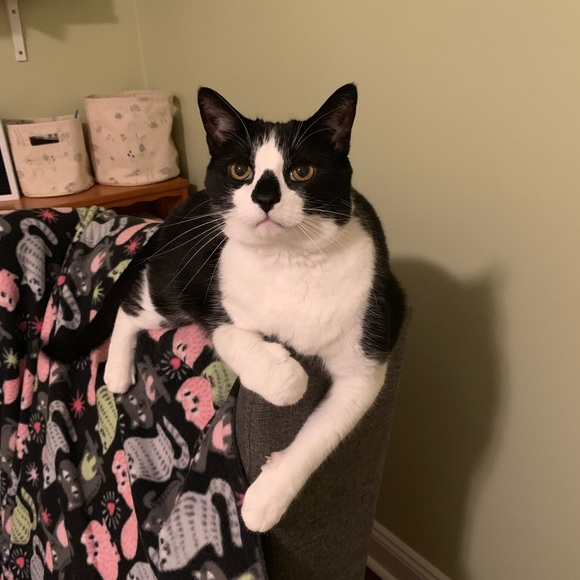 Meet your Posher, Lisa - Picture 1 of 1